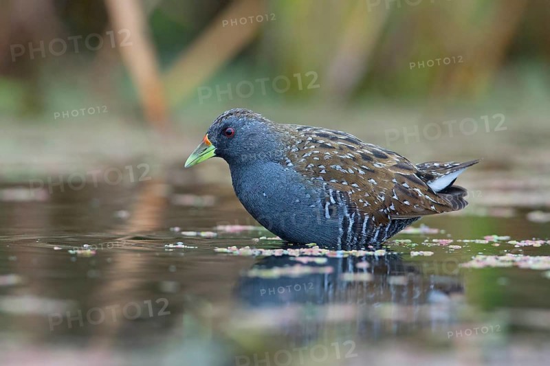 Australian Crake (Porzana fluminea) foraging, Victoria, Australia