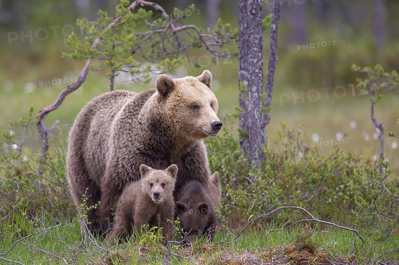 Eurasian Brown Bear (Ursus arctos) mother with cubs, Finland