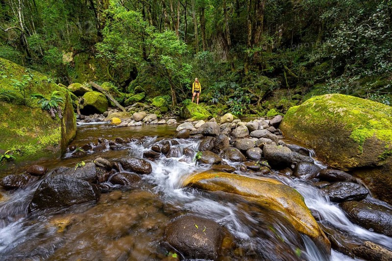 Mhlwazini River flows through thick forest, original mountain forest, Rainbow Gorge, Ukhahlamba-Drakensberg Park, KwaZulu-Natal, Drakensberg Mountains, South Africa