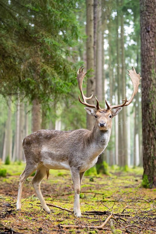 European fallow deer (Dama dama) buck in a forest in autumn, Bavaria, Germany