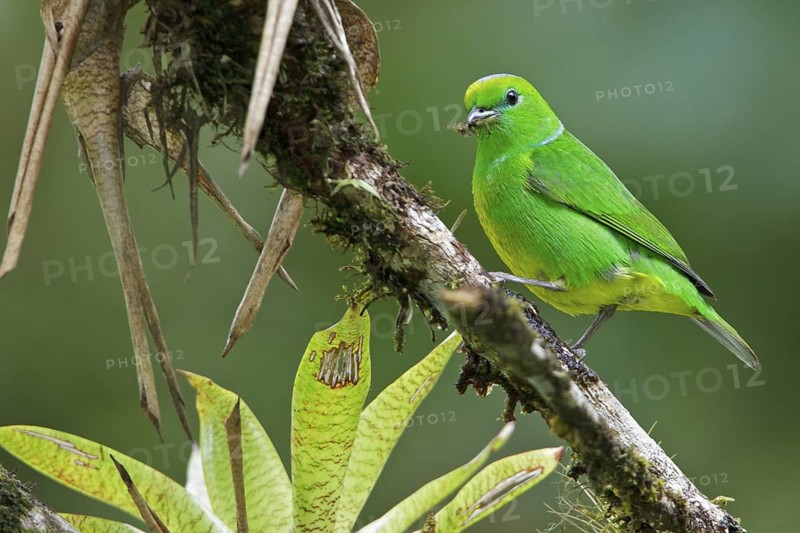 Golden-browed Clorophonia (Chlorophonia callophrys) perched on a branch in Costa Rica, Central America