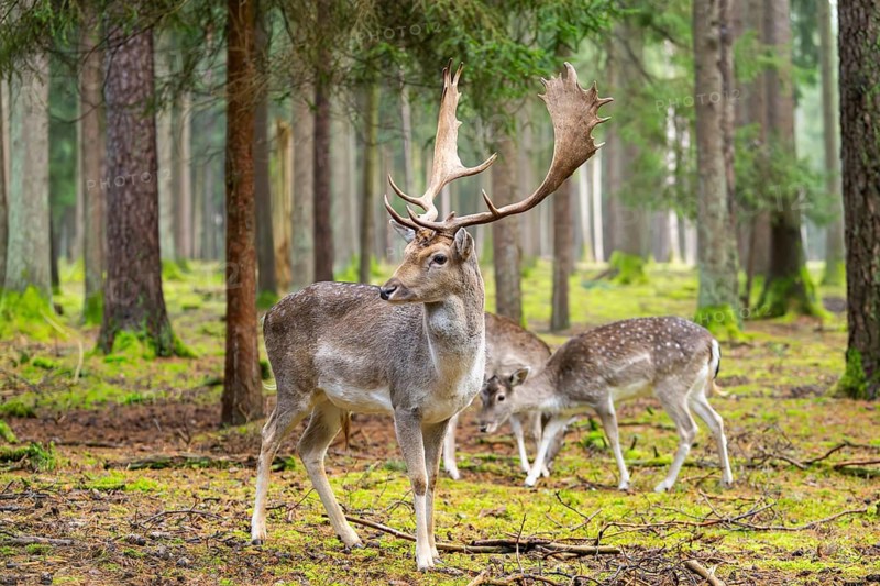 European fallow deer (Dama dama) buck in a forest in autumn, Bavaria, Germany