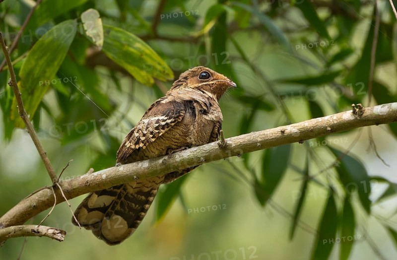 Large-tailed nightjar (Caprimulgus macrurus) on a tree branch, sreepur, Gazipur, bangladesh