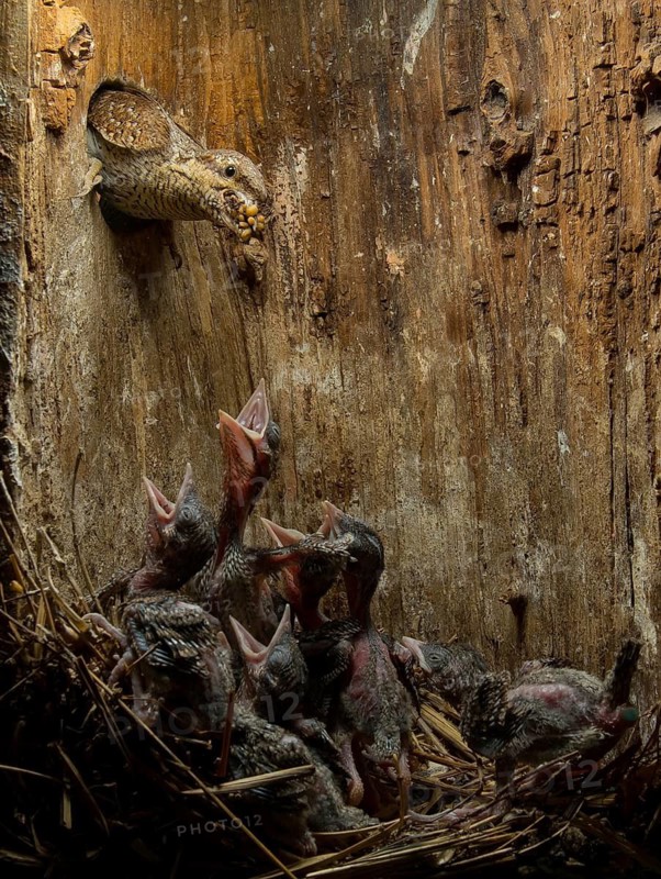 Eurasian Wryneck (Jynx torquilla) feeding chicks in nesting box, Saxony, Germany