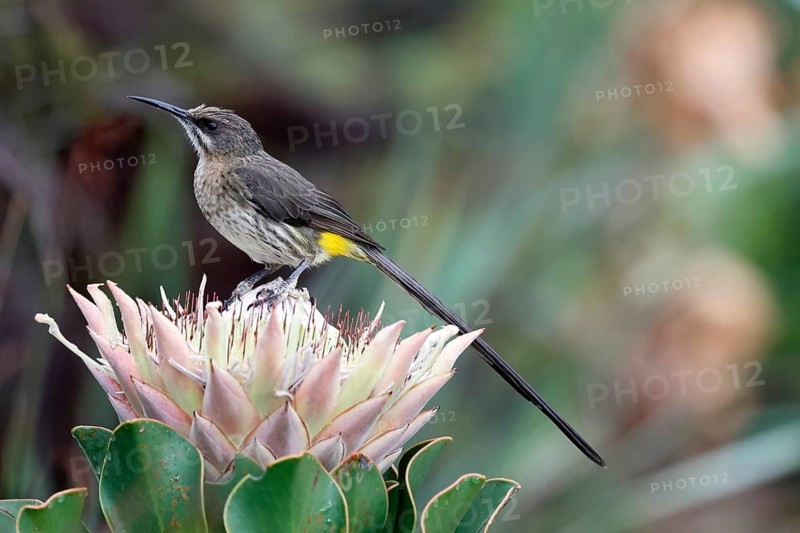 Cape Honeybird (Promerops cafer), adult, male, on flower, Protea, vigilant, Kirstenbosch Botanical Gardens, Cape Town, South Africa