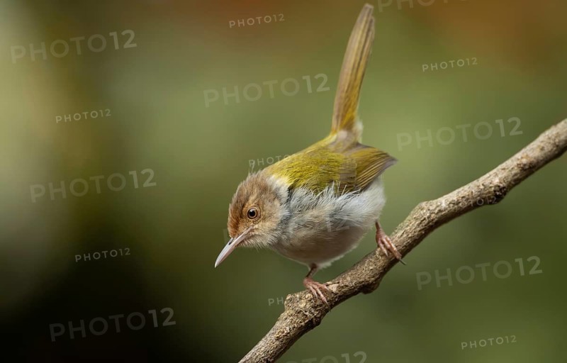 Common Tailorbird (Orthotomus sutorius) perched on a slender branch, Sreepur, Gazipur, bangladesh