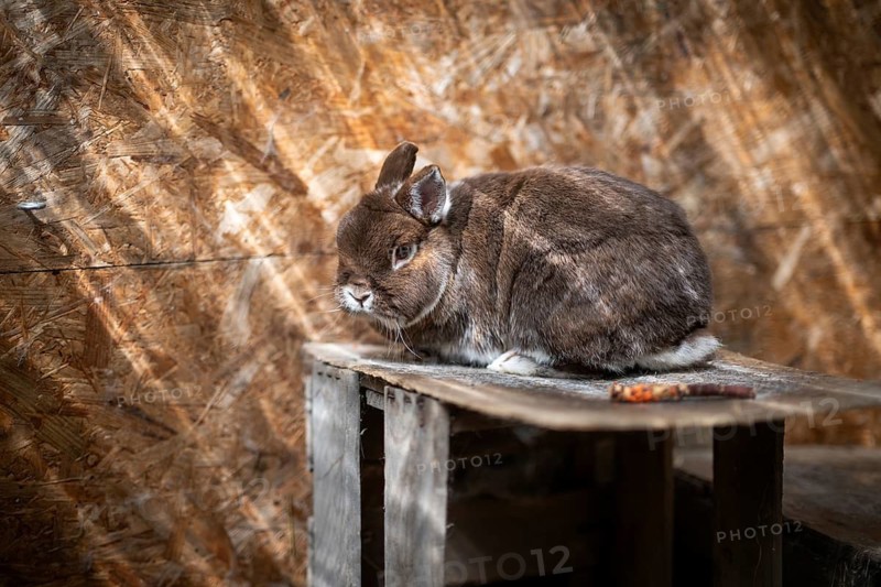 Dwarf rabbit sitting on a wooden box in a stable, Stuttgart, Baden-Württemberg, Germany