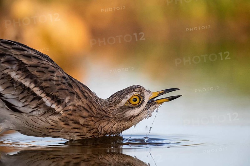 Eurasian Stone-curlew (Burhinus oedicnemus) drinking, Castile-La Mancha, Spain