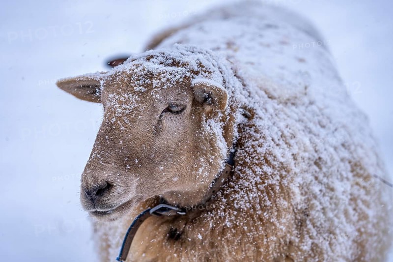 Winter weather, blowing snow, sheep on a snowy pasture, looking for food, thick fur, Elfringhauser Schweiz, near Hattingen, North Rhine-Westphalia, Germany