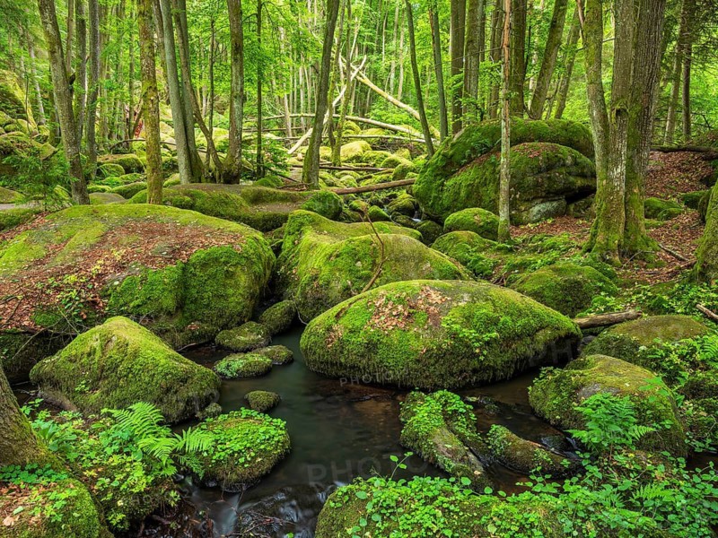 The Höllbach in the Hölle Nature Reserve flows through green forest and large moss-covered rocks, near Rettenbach, Upper Palatinate, Bavaria, Germany