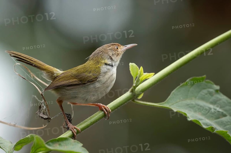 Common Tailorbird (Orthotomus sutorius) perched in a leafy tree, Sreepur, Gazipur, bangladesh