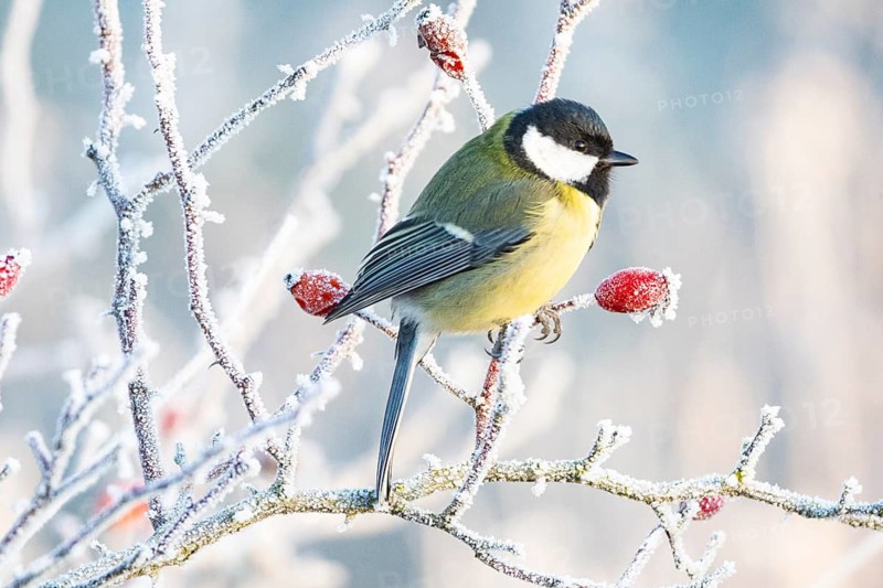 Great tit (Parus major) Germany