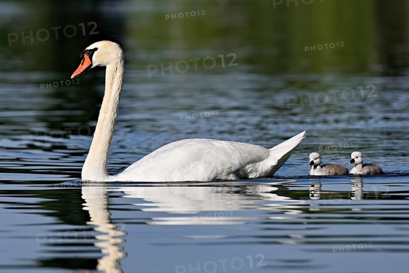 Mute swan (Cygnus olor), male with two chicks swimming in Lake Zug, Canton Zug, Switzerland