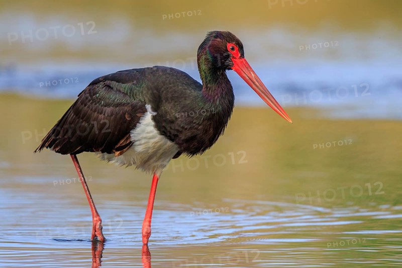 Black Stork (Ciconia nigra) foraging, Greece