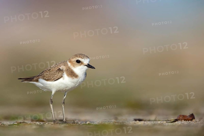 Animals, birds, plover, Kentish plover, (Charadrius alexandrinus), biotope, habitat, foraging, Barr Al Hikman, Shannah, Ash Sharqiyah South, Oman