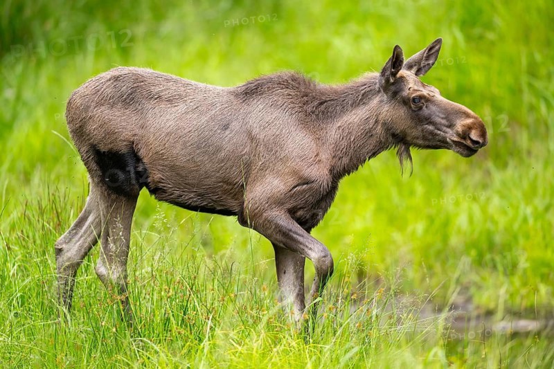 Eurasian elk (Alces alces) walking on a meadow in early summer, Bavarian Forest, Bavaria, Germany
