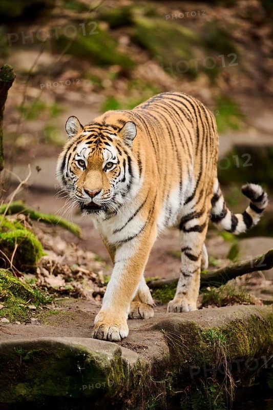 Siberian tiger or Amur tiger (Panthera tigris altaica) walking on the ground, captive, habitat in Russia