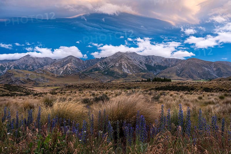 Dramatic cloudscape, mountain landscape and tussock grass, blue flowering viper's bugloss (Echium vulgare) in the foreground, sunset. Castle Hill and Torlesse Range area, Torlesse Tussocklands Park (Korowai), Canterbury South Island, New Zealand