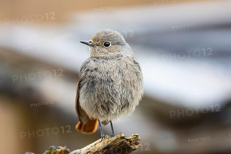 Redtail (Phoenicurus ochruros) Germany