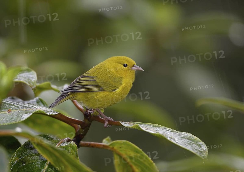 Anianiau, Maguma parvus, Hawaiian Honeycreeper