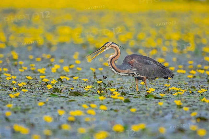 Purple heron (Ardea purpurea) Hungary