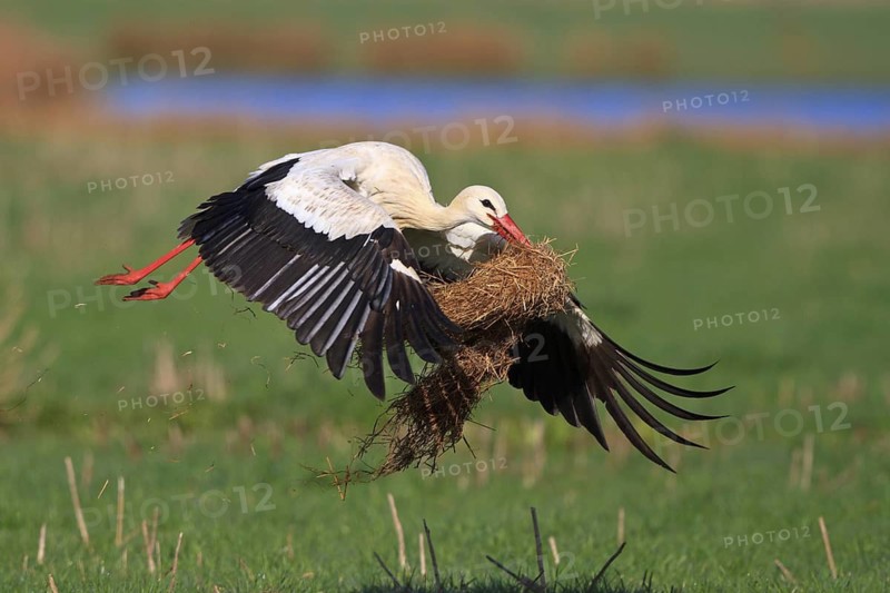 White Stork (Ciconia ciconia) flying, North Rhine-Westphalia, Germany