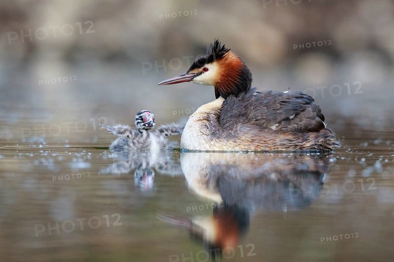 Great Crested Grebe (Podiceps cristatus) with chick, North Rhine-Westphalia, Germany
