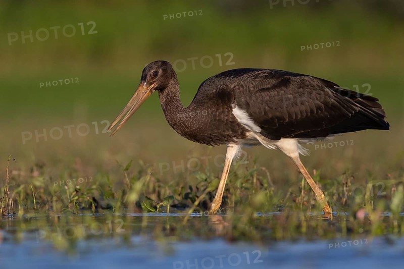 Black Stork (Ciconia nigra) juvenile foraging, Tiszaalpár, Hungary