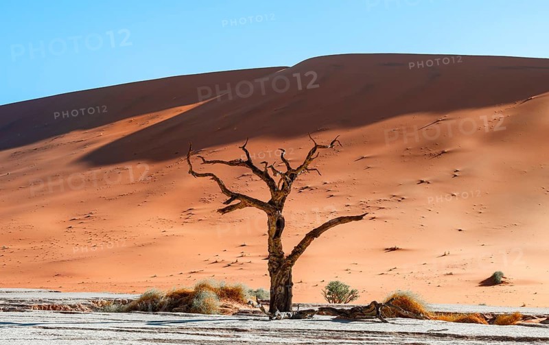 Dead camel thorn trees (Vachellia erioloba), red sand dunes, white salt pan, Dead Vlei, Sossusvlei, Namib Desert, Namib-Naukluft Park, Namibia
