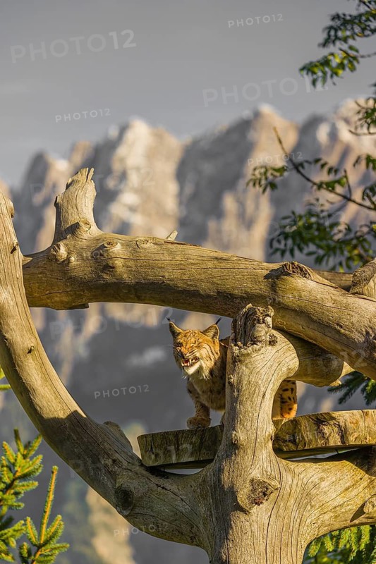 One Eurasian lynx, (Lynx lynx), sits high up on a dead tree. Frontal view with mountains in the background