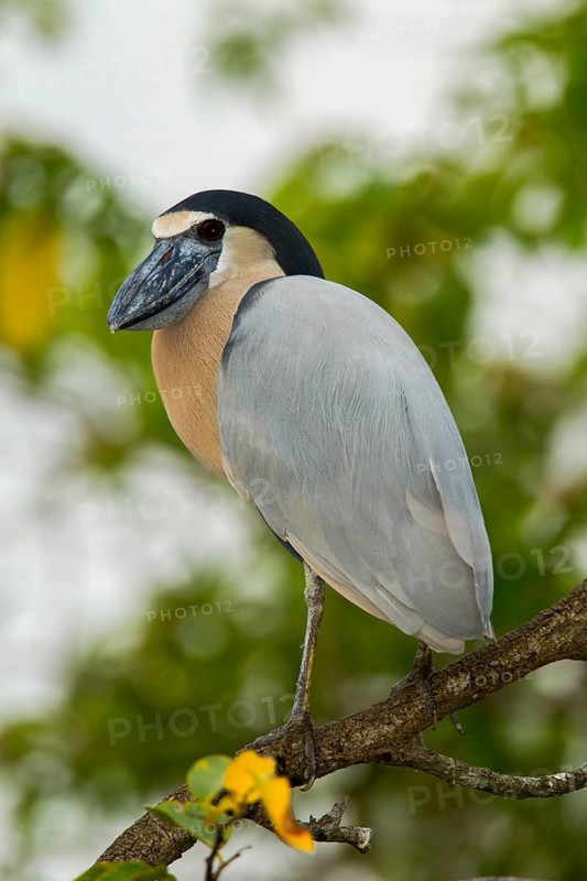 Boat-billed Heron Cochlearius cochlerius San Blas, Nayarit, Mexico 7 June Adult Ardeidae