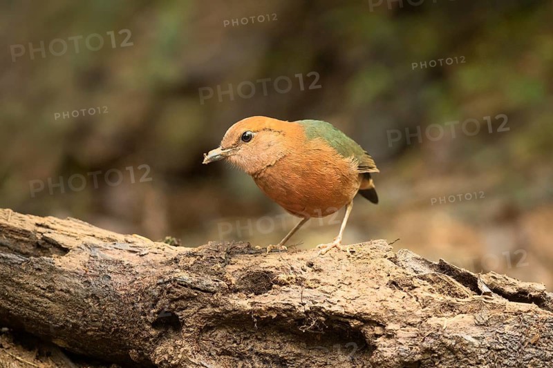 Rusty-naped Pitta (Hydrornis oatesi), Pahang, Malaysia