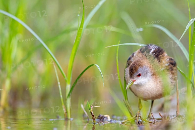 Little Crake, Little Crake, Small Crake, (Porzana parva), biotope, habitat, foraging, family of rails, waterfowl, waterbirds Lesvos, Greece