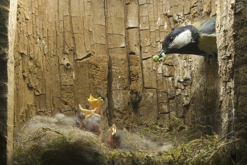 Great Tit (Parus major), Saxony, Germany