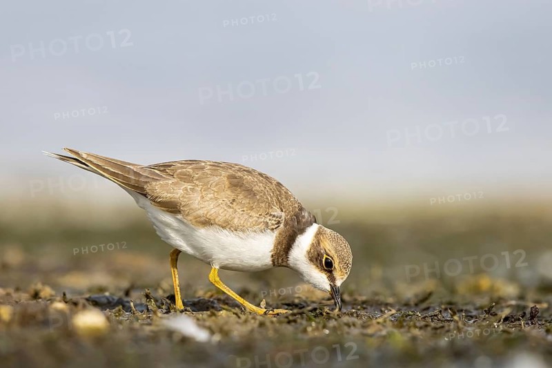 Little Ringed Plover (Charadrius dubius) juvenile, North Rhine-Westphalia, Germany