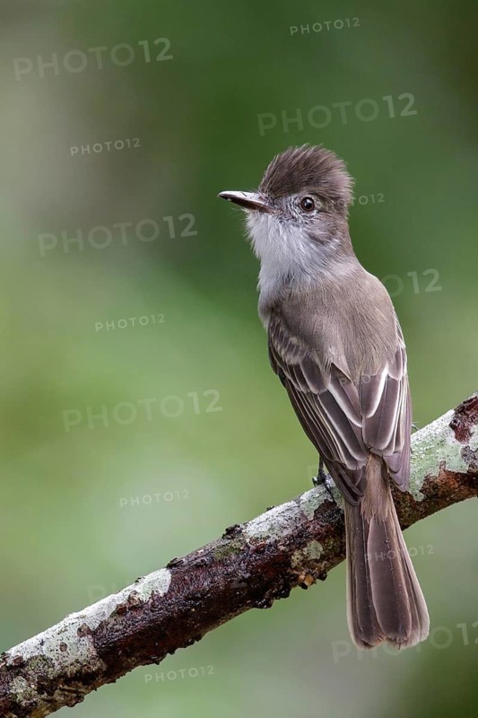 La Sagra's flycatcher (Myiarchus sagrae) perched on a branch in Cuba
