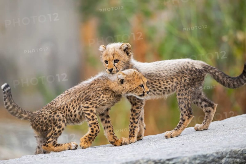 Cheetah (Acinonyx jubatus) youngsters playing with each other, captive, occurrence Africa