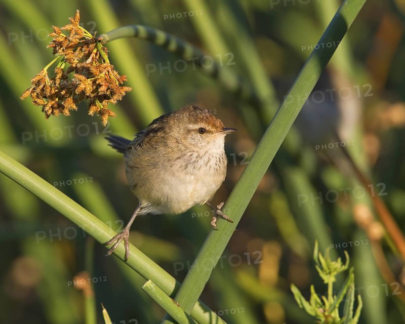 Little Grassbird (Megalurus gramineus), Victoria, Australia