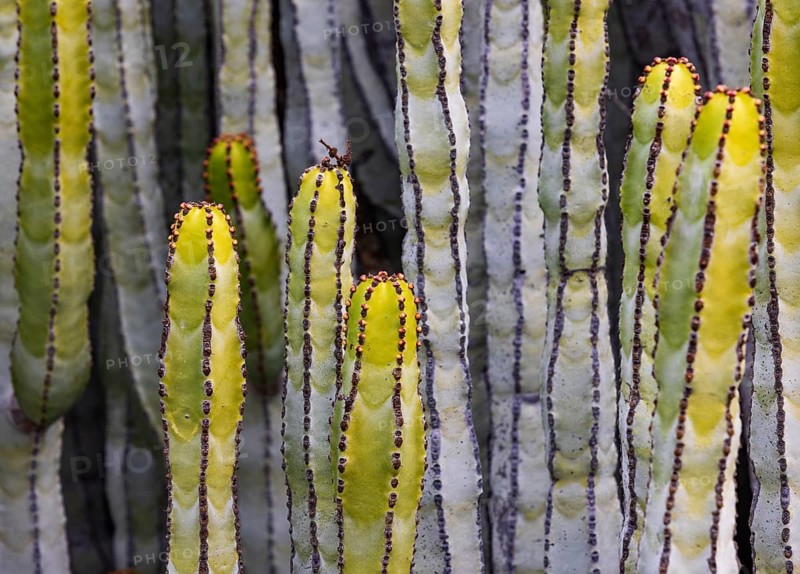 Canary Milkweed, Euphorbia canariensis, Tenerife, Canary Islands, Spain