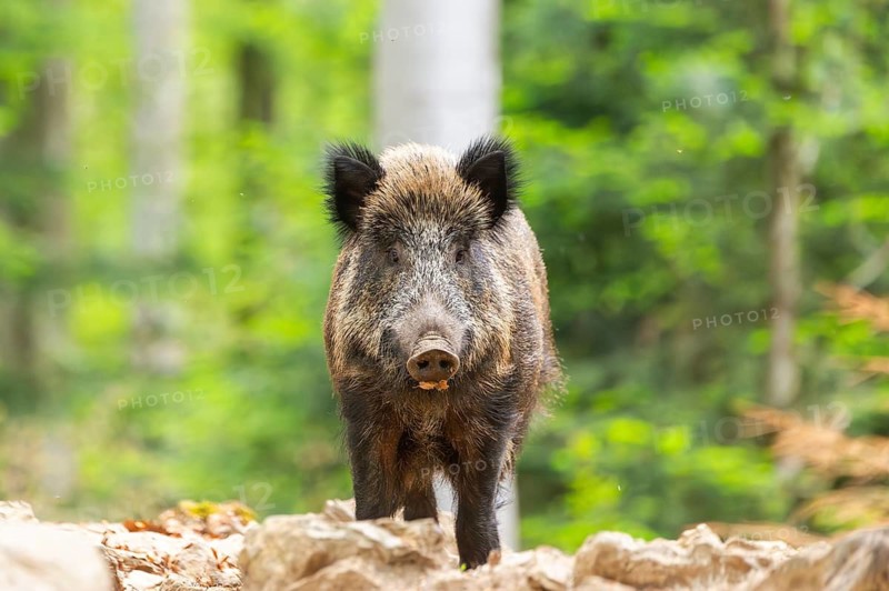 Wild boar (Sus scrofa) standing in a forest, Bavaria, Germany