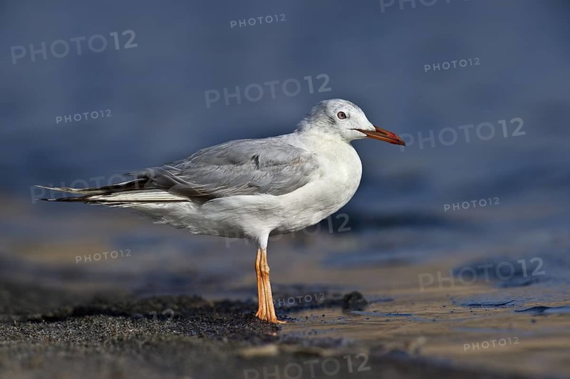Slender-billed Gull (Chroicocephalus genei), Eilat, Israel
