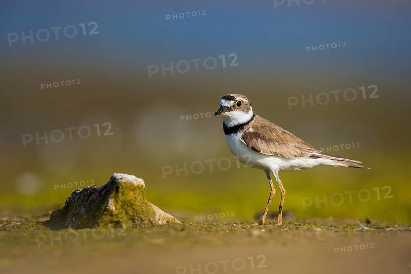 Little Ringed Plover (Charadrius dubius) female foraging, North Rhine-Westphalia, Germany