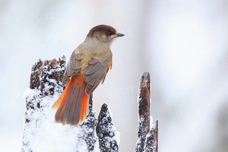 Siberian Jay (Perisoreus infaustus), Finland