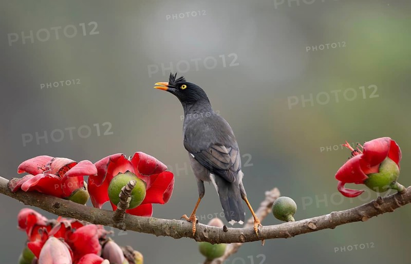 Jungle Myna (Acridotheres fuscus) on a flowering silk-cotton branch, sreepur, Gazipur, bangladesh