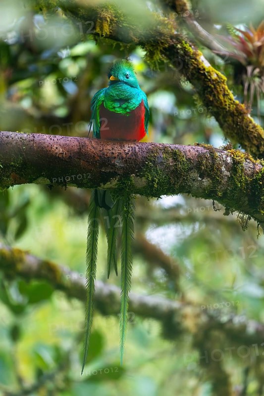 Quetzal (Pharomachrus mocinno), Trogons (Trogonidae), Central Mountain Range, San Jose Province, Costa Rica