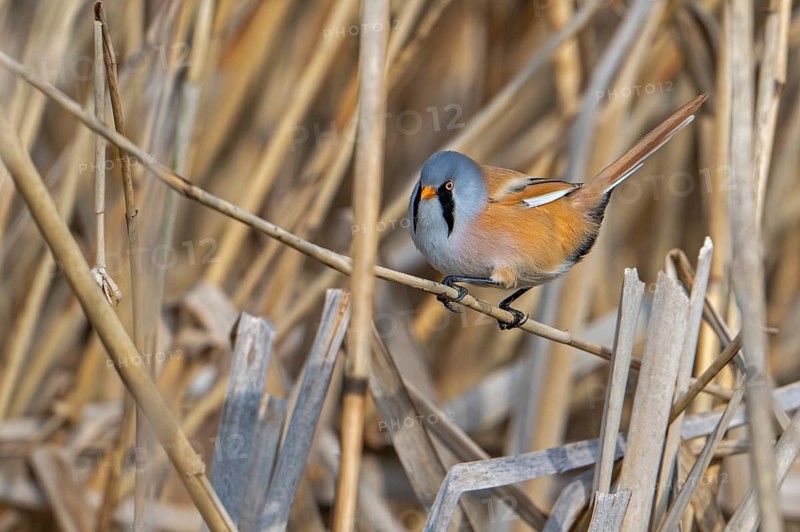 Bearded reedling, bearded tit (Panurus biarmicus) adult male perched on reed stem while foraging in reedbed at wetland in spring