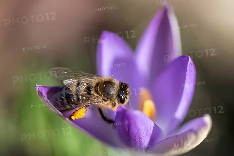 Honey bee (Apis mellifera) on elfin crocus (Crocus tommasinianus), Emsland, Lower Saxony, Germany