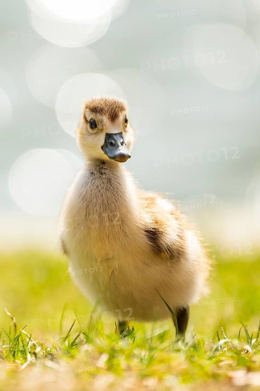 Egyptian goose (Alopochen aegyptiaca) cute chick on a meadow at the shore of a lake, Bavaria, Germany