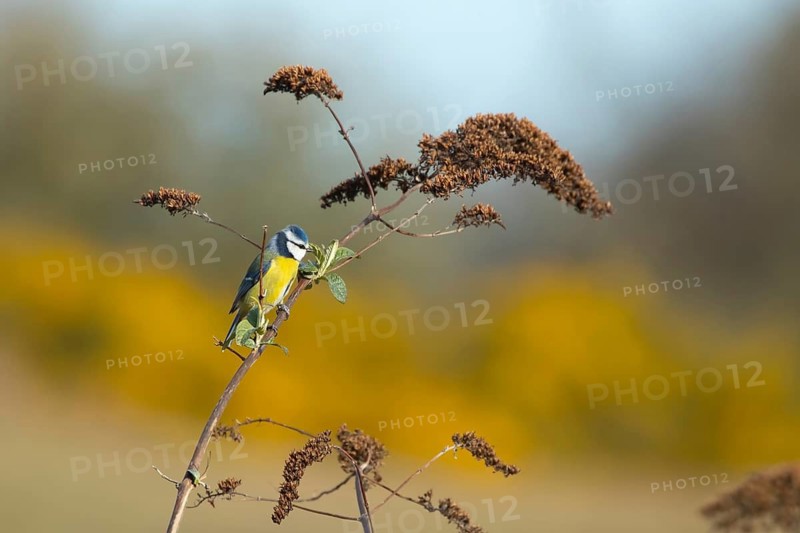 Blue tit (Cyanistes caeruleus) adult garden bird feeding on insects on a Buddleia (Buddleja davidi) bush in spring, RSPB Minsmere nature reserve, Suffolk, England, United Kingdom