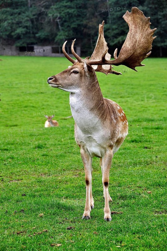 Fallow deer bull (Dama dama) in captivity, Poland